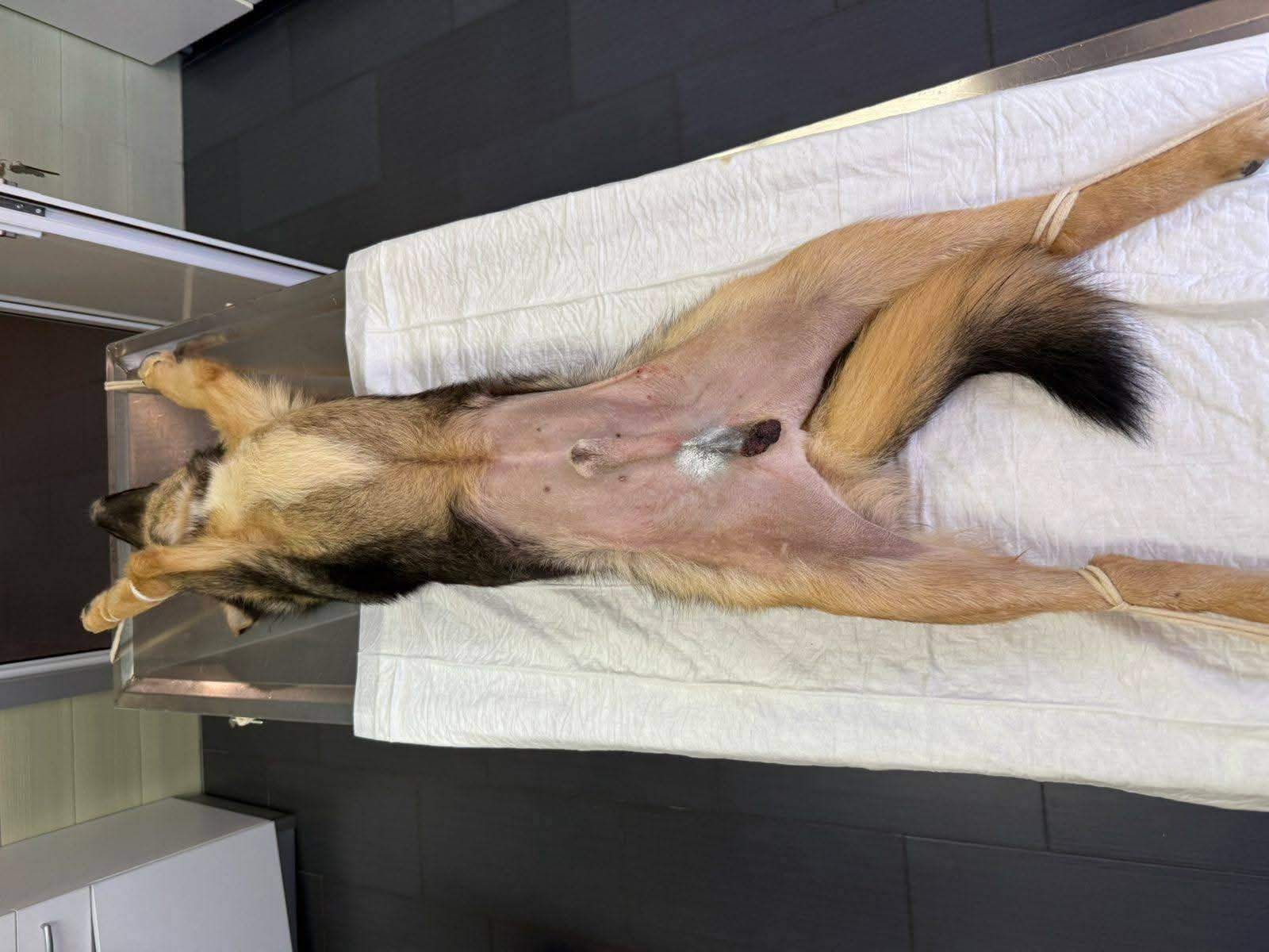 Hund, Kastration, Linderung von Leid