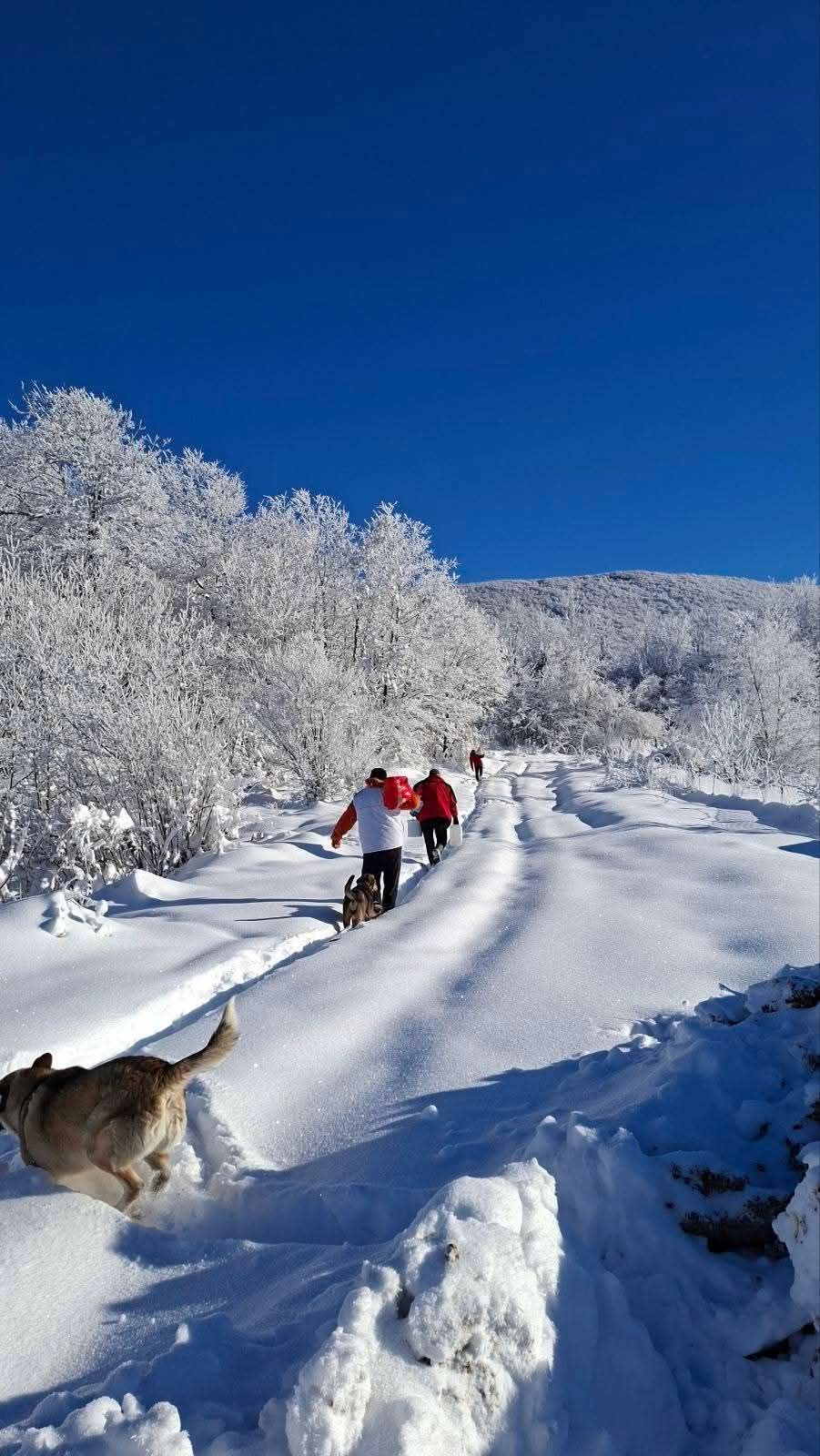 Fütterung; Hunde in Not; Mülldeponie Bihac