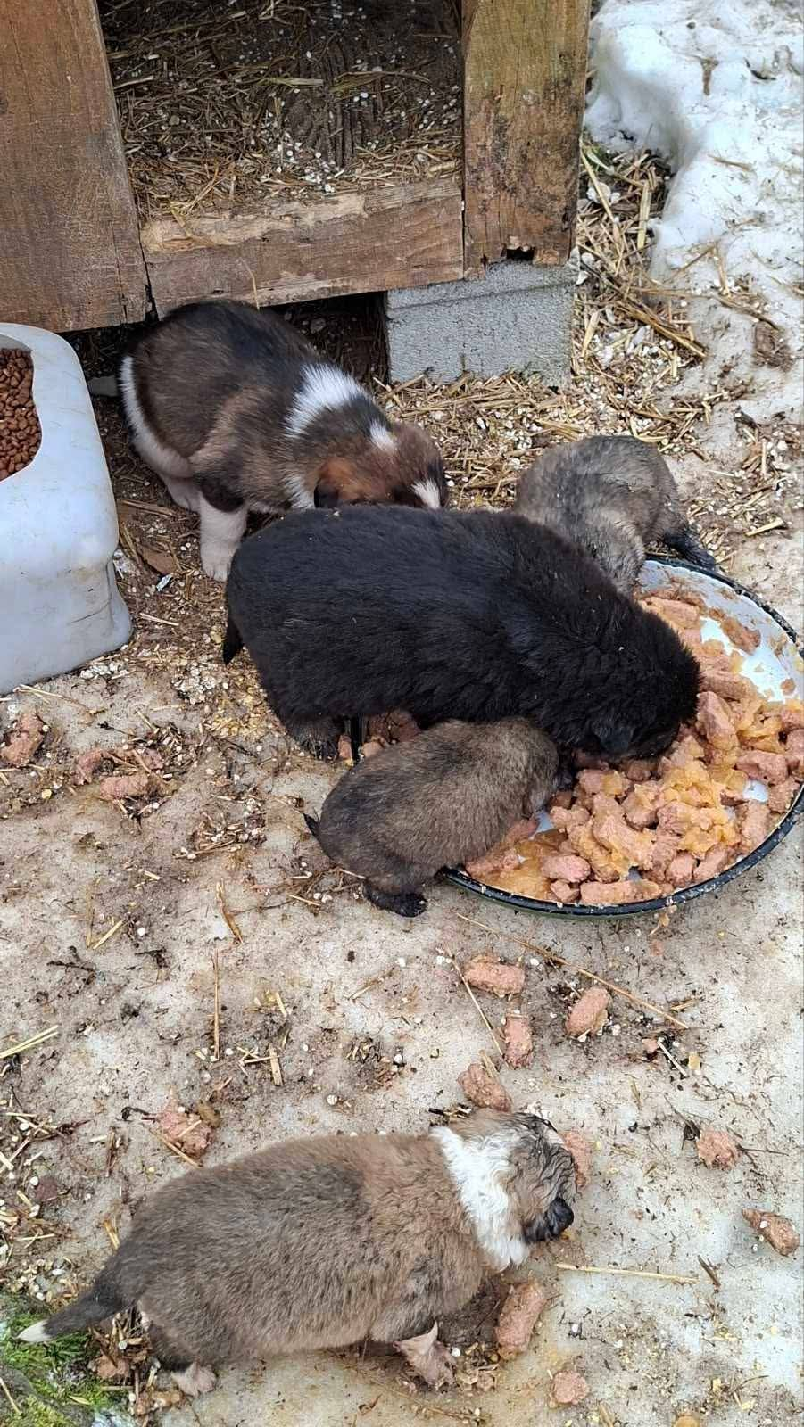 Fütterung; Hunde in Not; Mülldeponie Bihac
