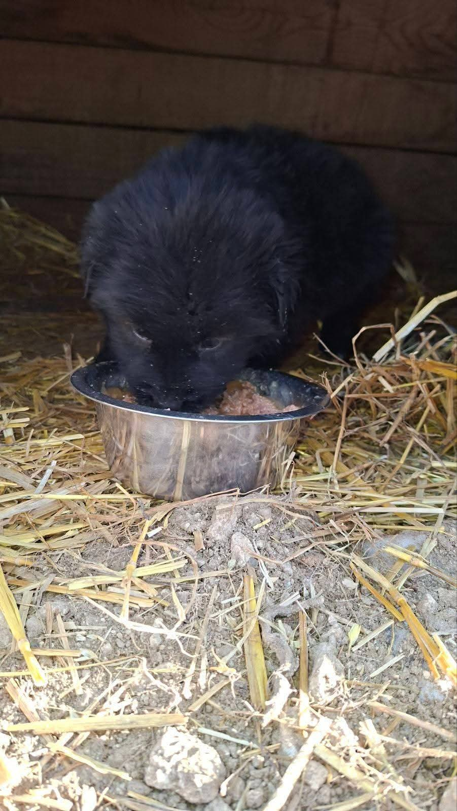 Hunde in Not, Fütterung, Mülldeponie Bihac