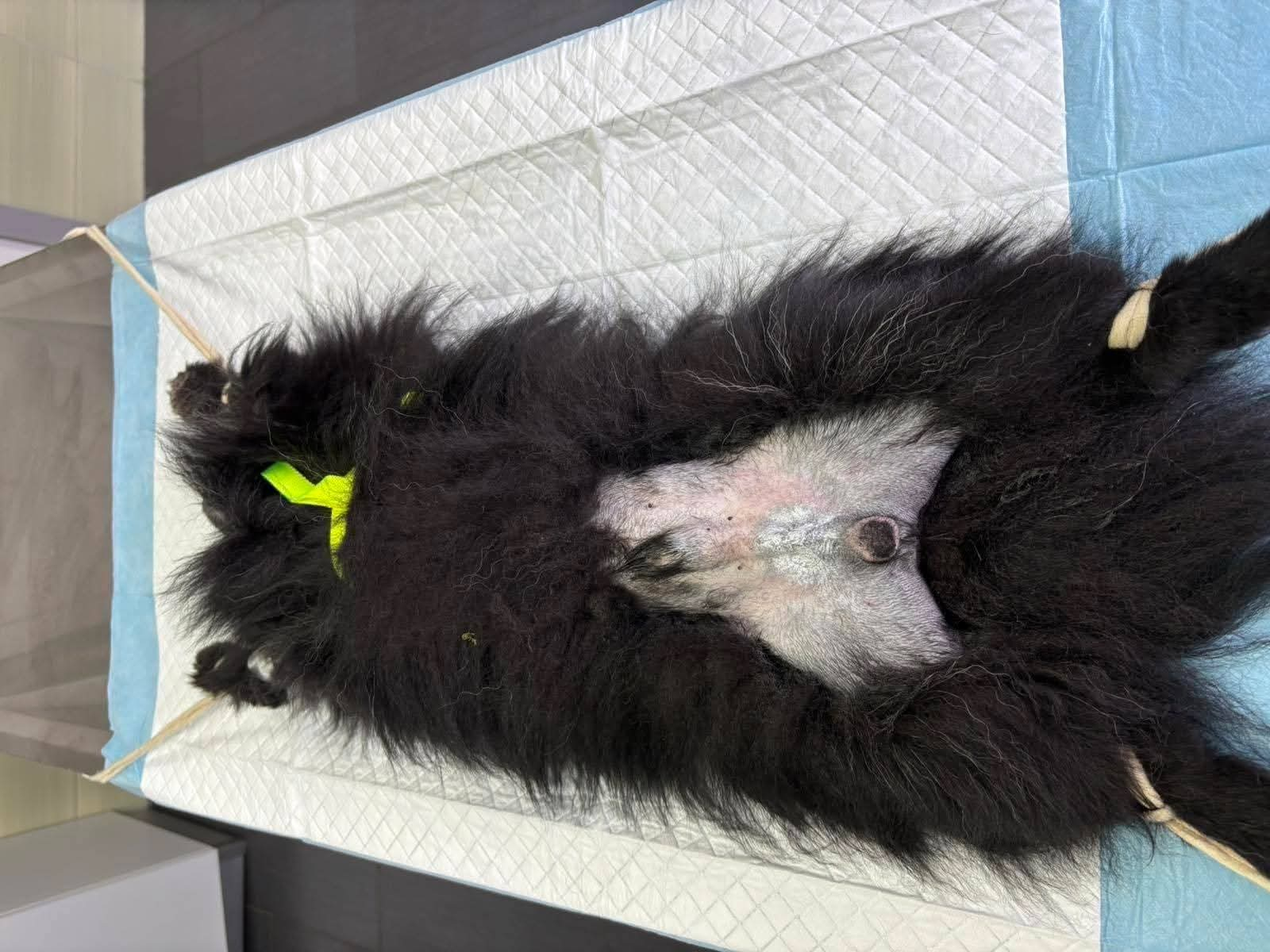 Hund, Kastration, Linderung von Leid