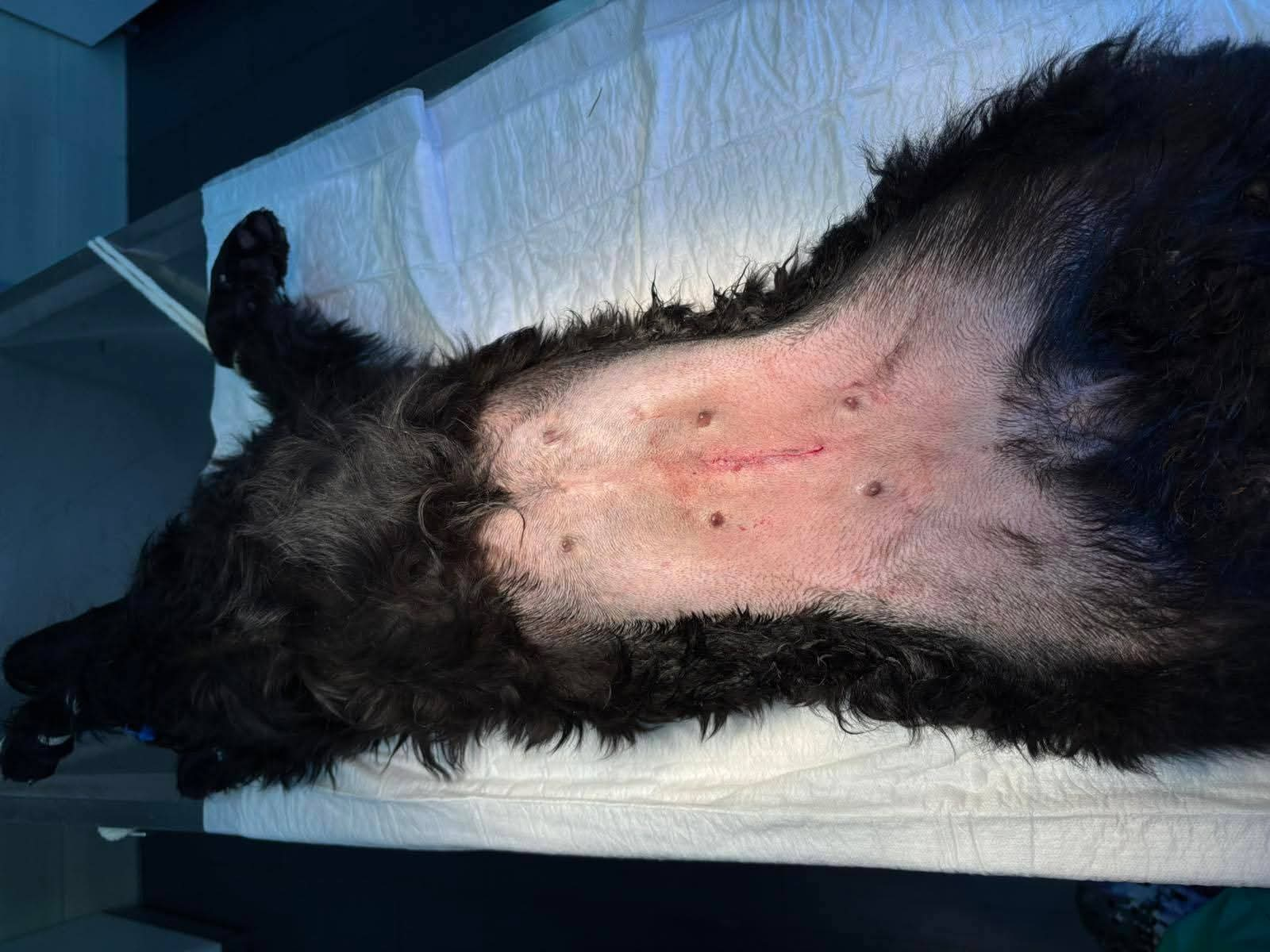Hund, Kastration, Linderung von Leid