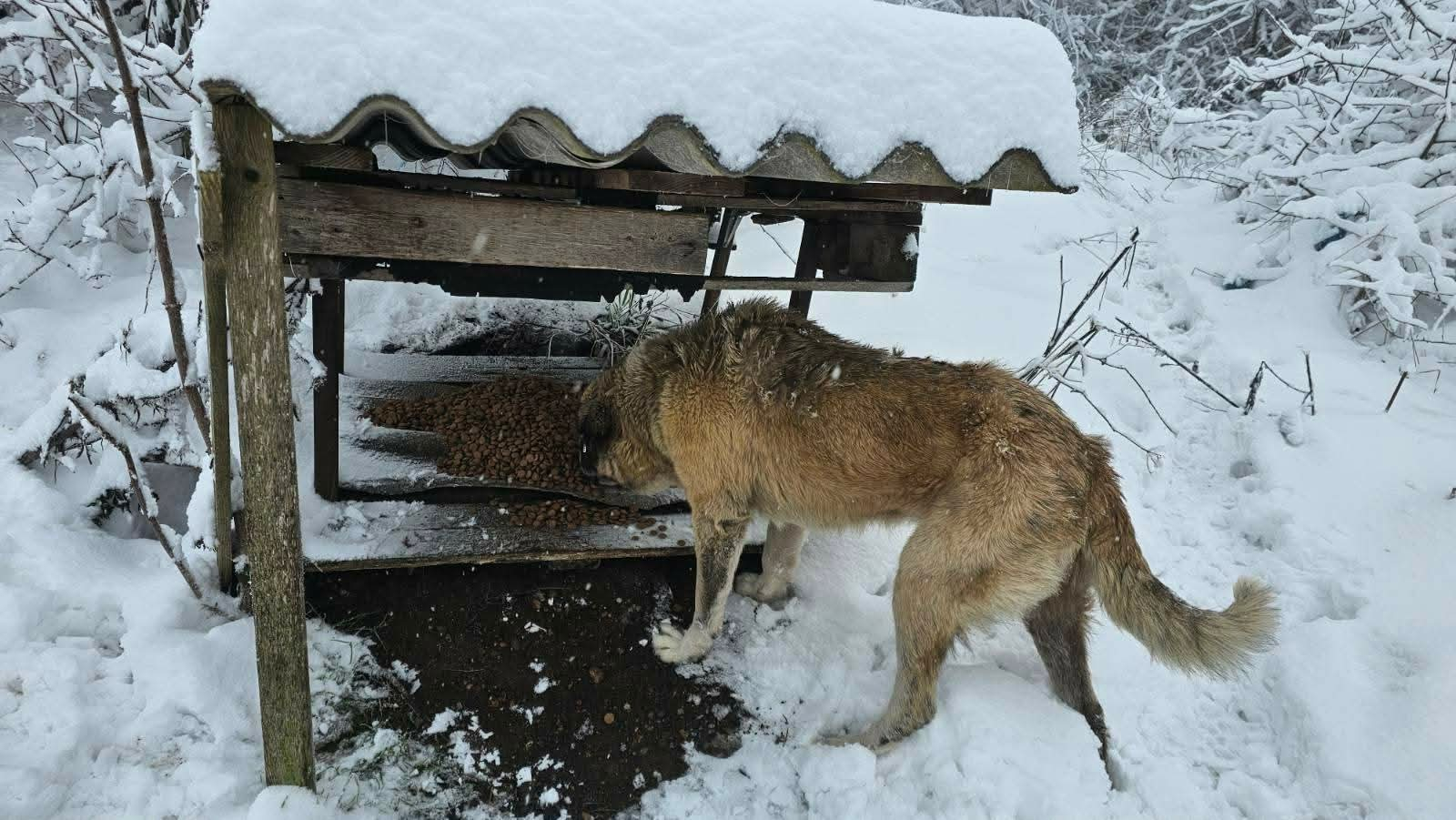 Hunde in Not, Fütterung, Mülldeponie Bihac