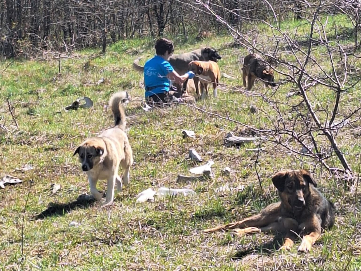 Namenlose Seelen in Not für Hunde der Mülldeponie Bihac 