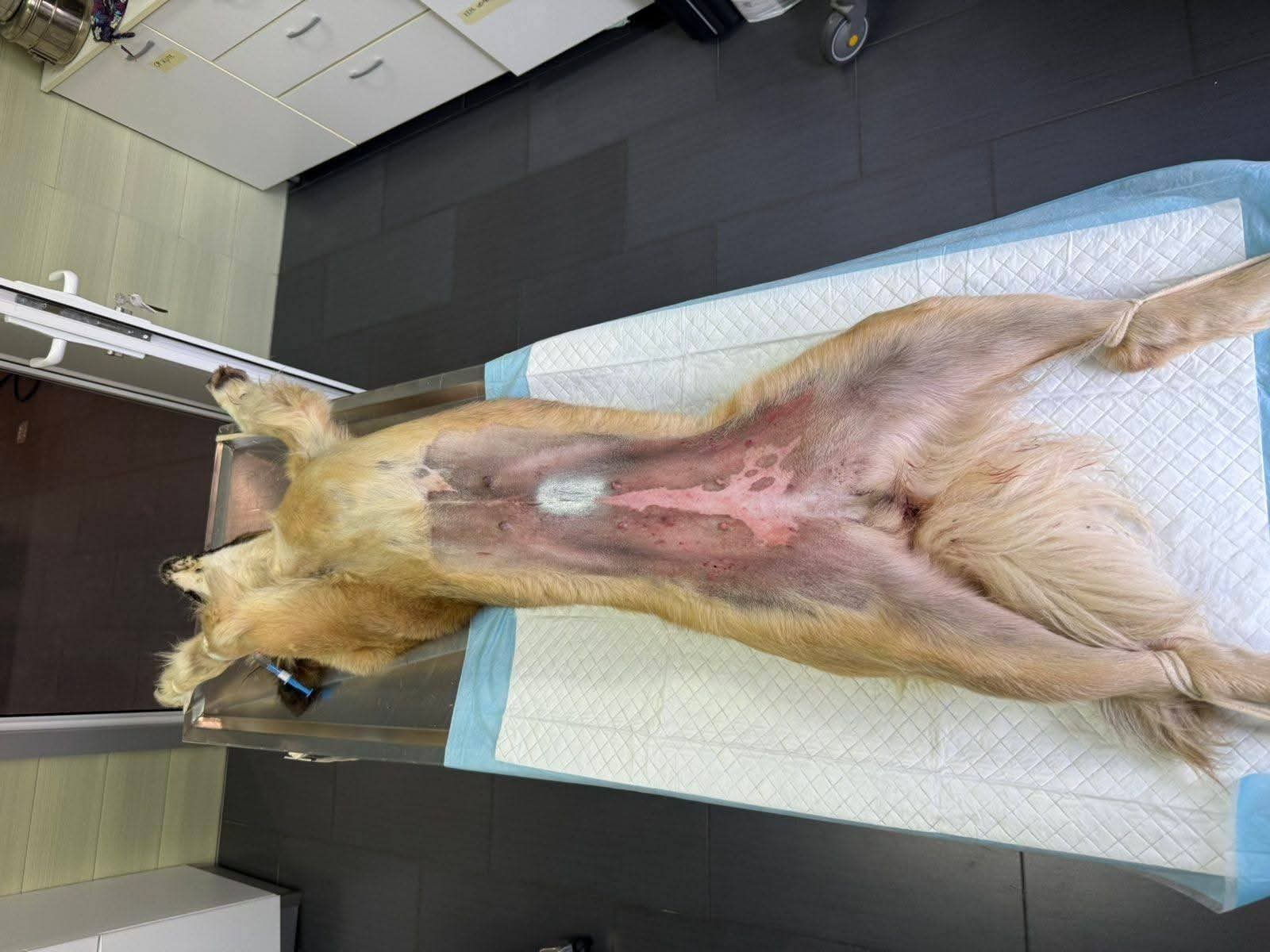 Hund, Kastration, Linderung von Leid