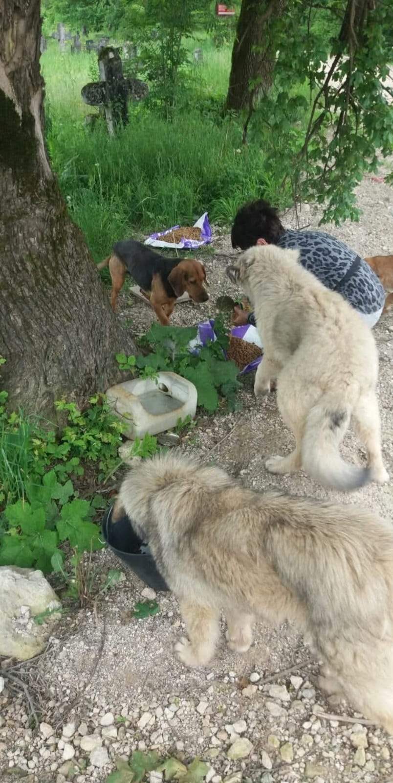 Straßen- und Mülldeponie Hunde in Bihac, Hunde in Not, Fütterung