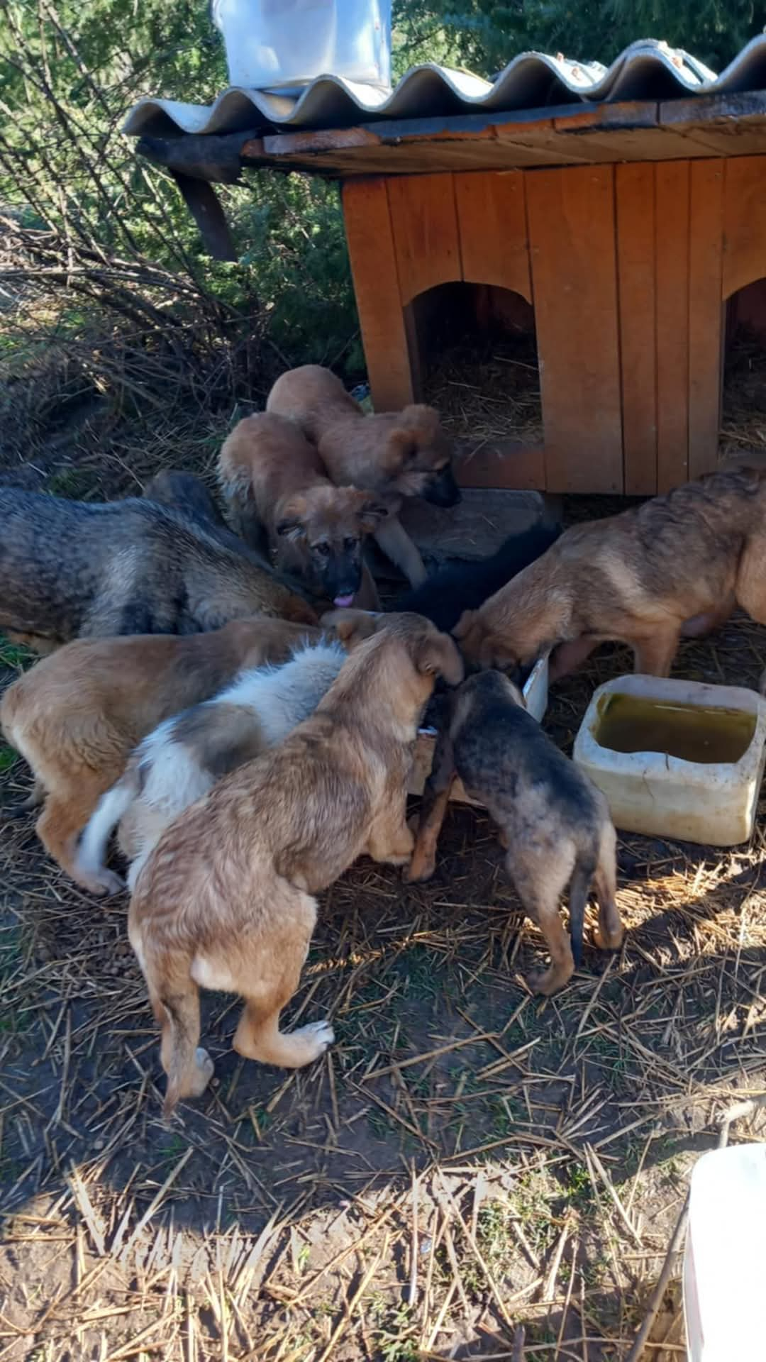 Straßen- und Mülldeponie Hunde in Bihac, Hunde in Not, Fütterung